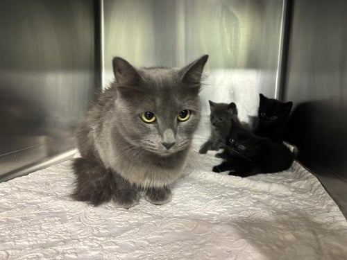 CYNTHIA - Domestic Medium Hair available for adoption