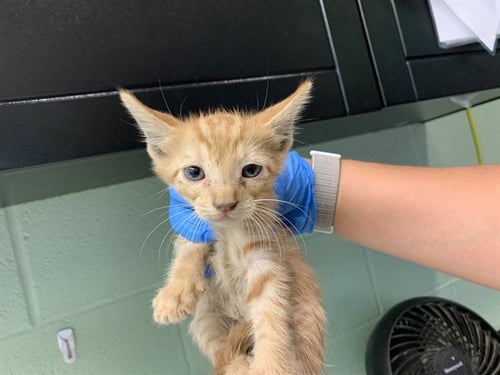 SCOTT - Domestic Short Hair available for adoption