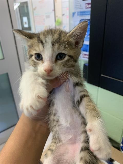 PASKETTI - Domestic Short Hair available for adoption