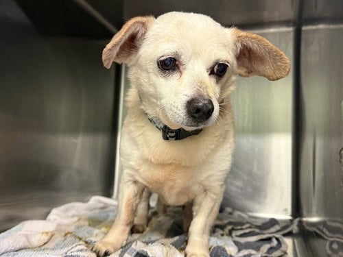 BRADLEY - Chihuahua available for adoption