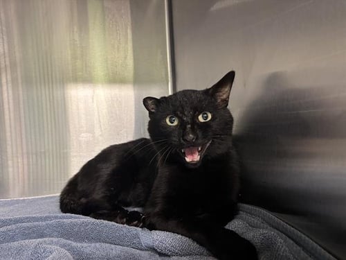LOGAN - Domestic Short Hair available for adoption