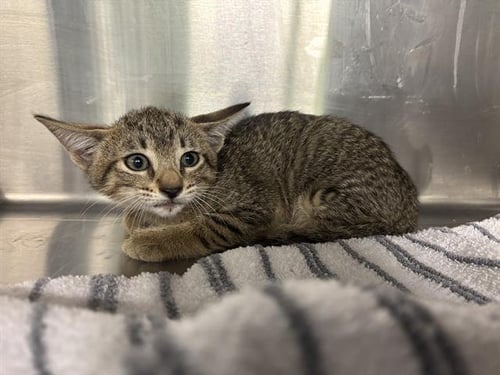 SERAPHINA - Domestic Short Hair available for adoption