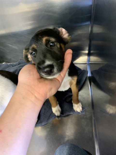 THING 2 - Jack Russell Terrier (Parson Russell Terrier) available for adoption