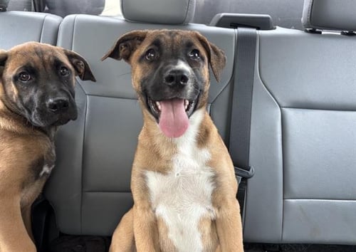 PEACHES - Boxer / German Shepherd Dog available for adoption