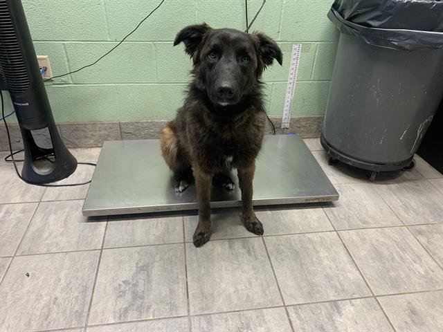 BARRY BONDS - German Shepherd Dog available for adoption