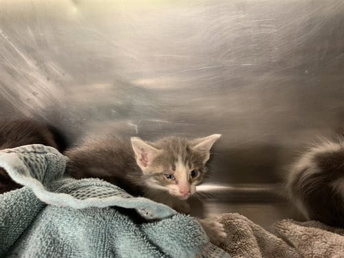 PUFF - Domestic Short Hair available for adoption