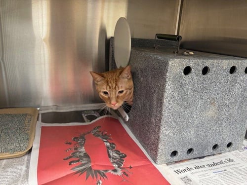 BRUNO - Domestic Short Hair available for adoption