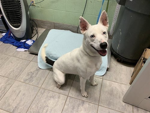 JESSICA - Siberian Husky available for adoption