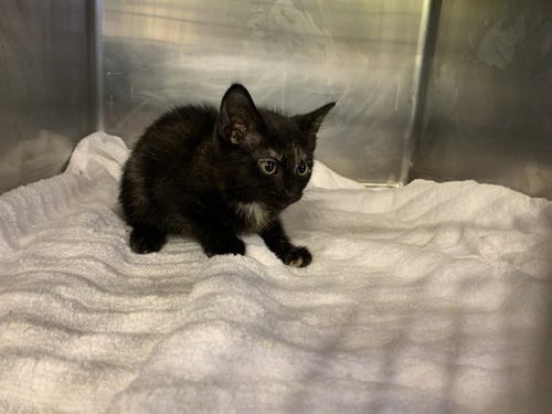CLEO - Domestic Short Hair available for adoption