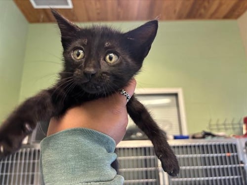 KETCHUP - Domestic Short Hair for adoption in Arlington