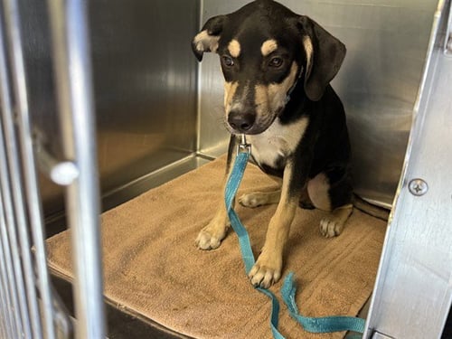 ELMO - American Staffordshire Terrier available for adoption