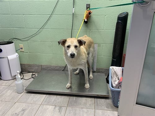 NANA - German Shepherd Dog available for adoption