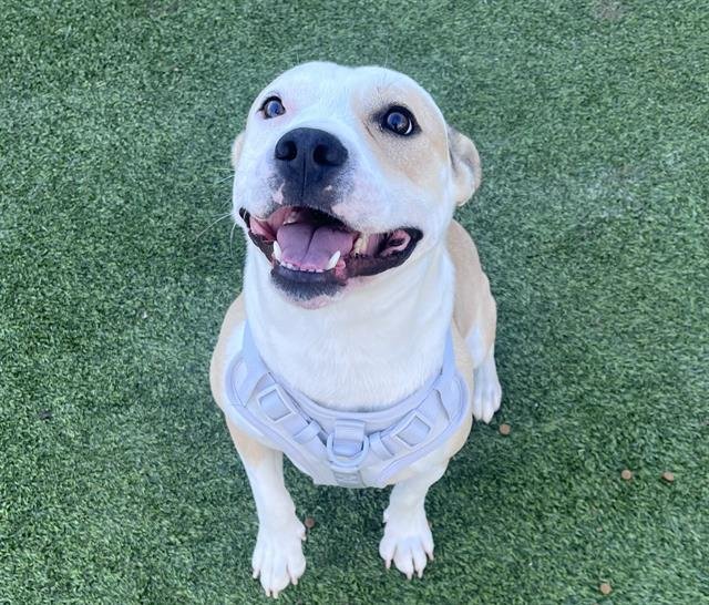 JON BONE JOVI - American Staffordshire Terrier available for adoption