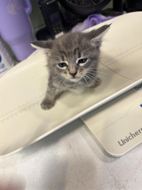 CLOUDY - Domestic Short Hair available for adoption