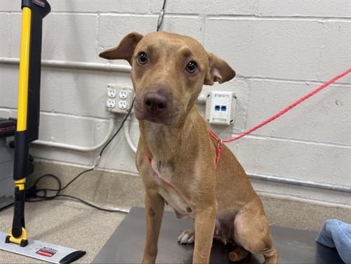 A233856 - Black Mouth Cur available for adoption