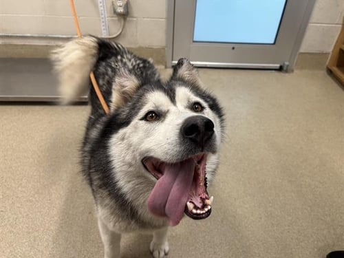 STORMY - Siberian Husky available for adoption