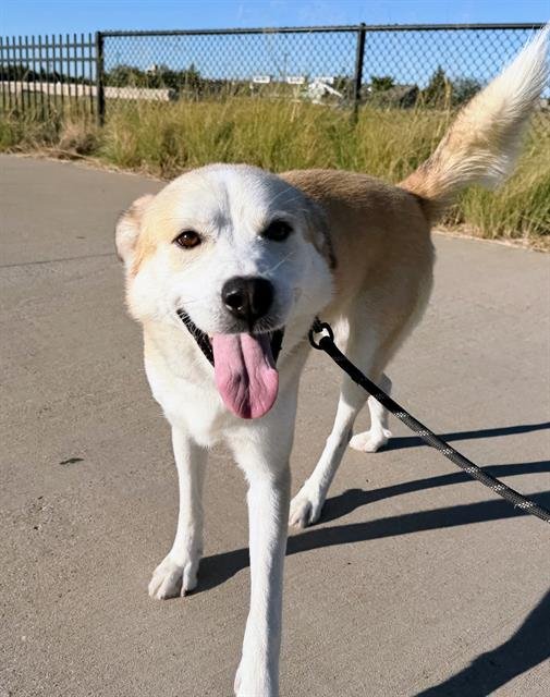 BRADLEY - Labrador Retriever available for adoption