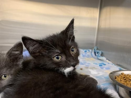 ORZO - Domestic Short Hair available for adoption
