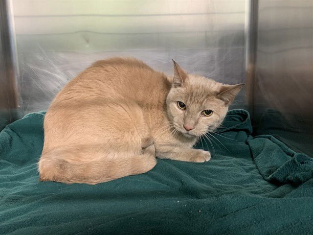 ARTHUR - Domestic Short Hair available for adoption