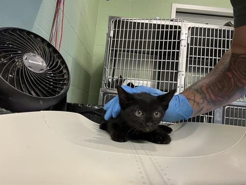 JINX - Domestic Short Hair available for adoption