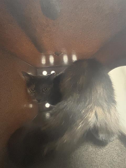 ELLA - Domestic Short Hair available for adoption