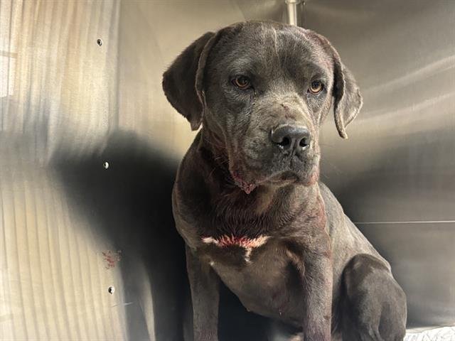 TOASTER - American Staffordshire Terrier available for adoption