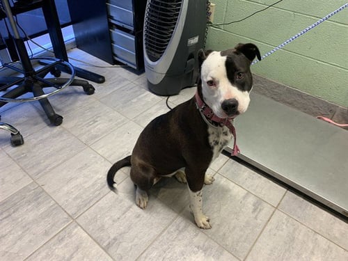 ELLIE MAE - American Staffordshire Terrier available for adoption