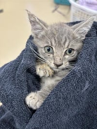 MILDRED - Photo 1