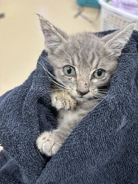 MILDRED - Domestic Short Hair available for adoption