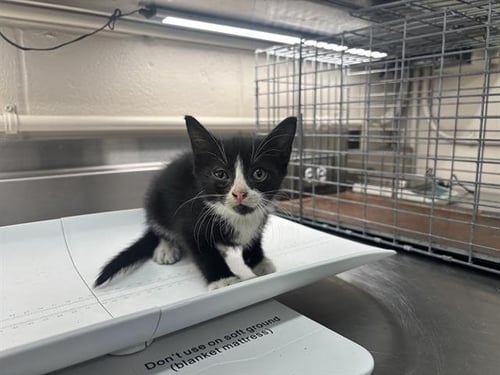 SOPHIA - Domestic Short Hair available for adoption