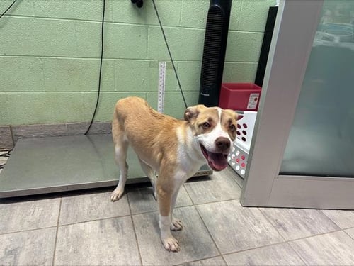 RIHANNA - Labrador Retriever available for adoption