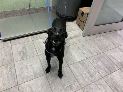 XENA - Labrador Retriever available for adoption