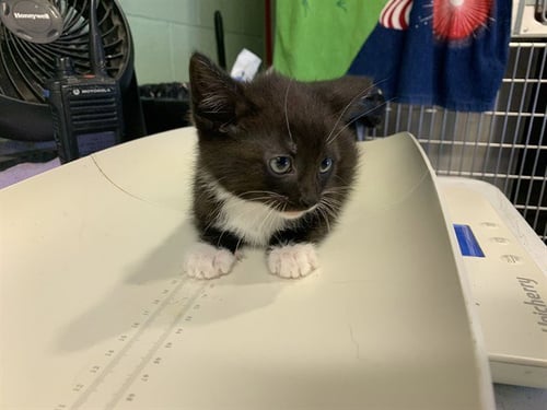 KONA - Domestic Short Hair available for adoption