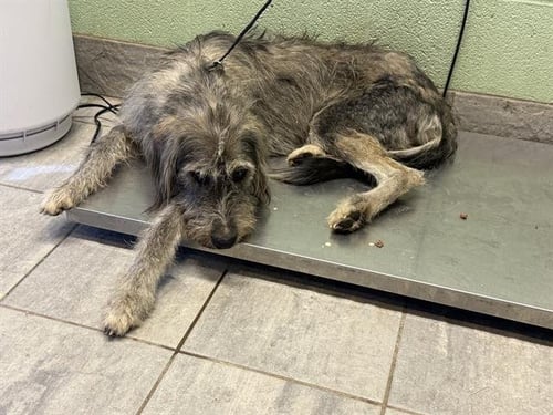 CHARLES - Siberian Husky / Poodle (Standard) available for adoption