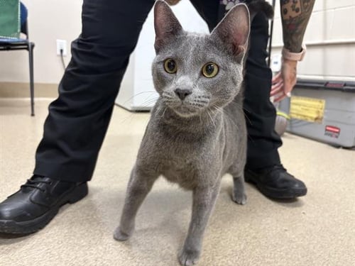 DEAN - Domestic Short Hair available for adoption
