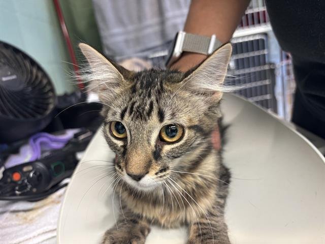 MUSHU Image