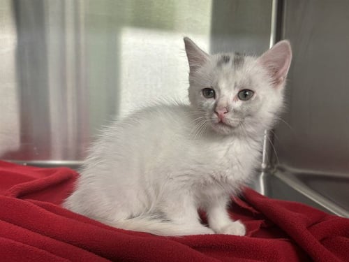 ALLEY - Domestic Short Hair available for adoption