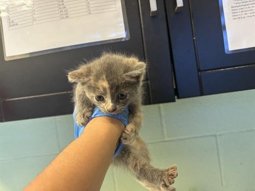 A234495 - Domestic Short Hair available for adoption