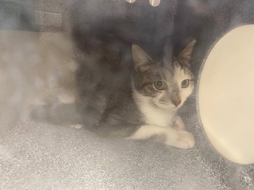 CHESSY - Domestic Short Hair available for adoption