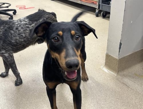 SARAH - Doberman Pinscher available for adoption