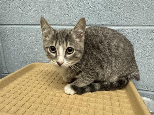 RORI - Domestic Short Hair available for adoption