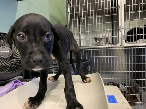 LUCY - American Staffordshire Terrier available for adoption