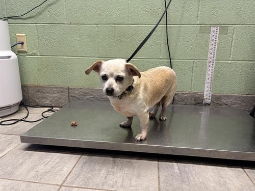 BRADLEY - Chihuahua available for adoption