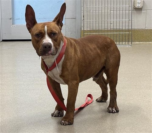 MAVERICK - American Staffordshire Terrier available for adoption