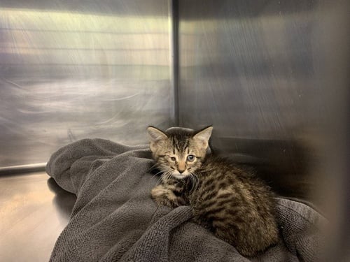 CRUST - Domestic Short Hair available for adoption