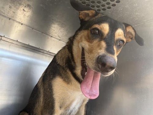 BEA - German Shepherd Dog for adoption in Arlington