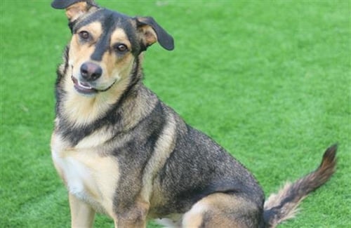 BEA - German Shepherd Dog available for adoption