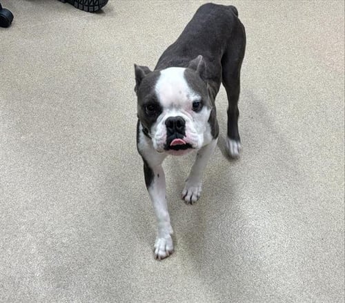 GABE - English Bulldog / American Staffordshire Terrier available for adoption