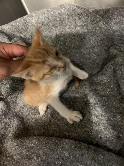A233940 - Domestic Short Hair available for adoption