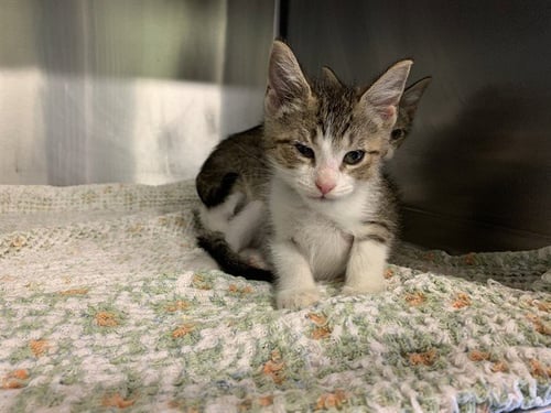 FETA CHEESE - Domestic Short Hair for adoption in Arlington
